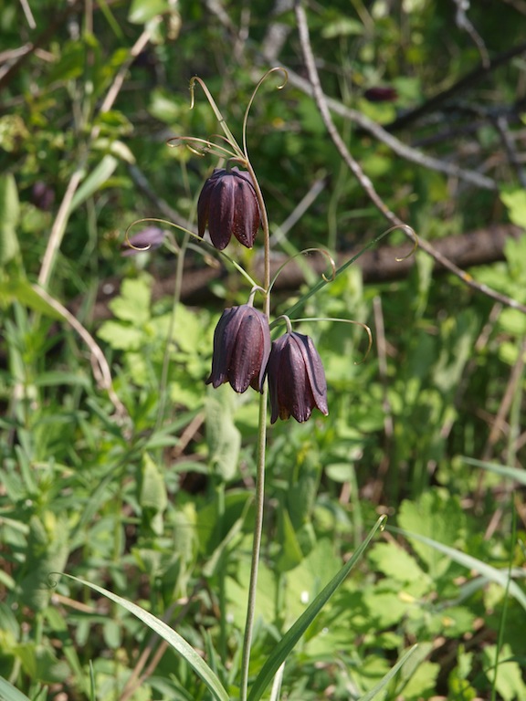 Изображение особи Fritillaria ruthenica.