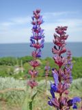 Salvia tesquicola