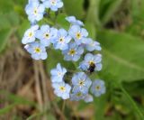 Myosotis imitata