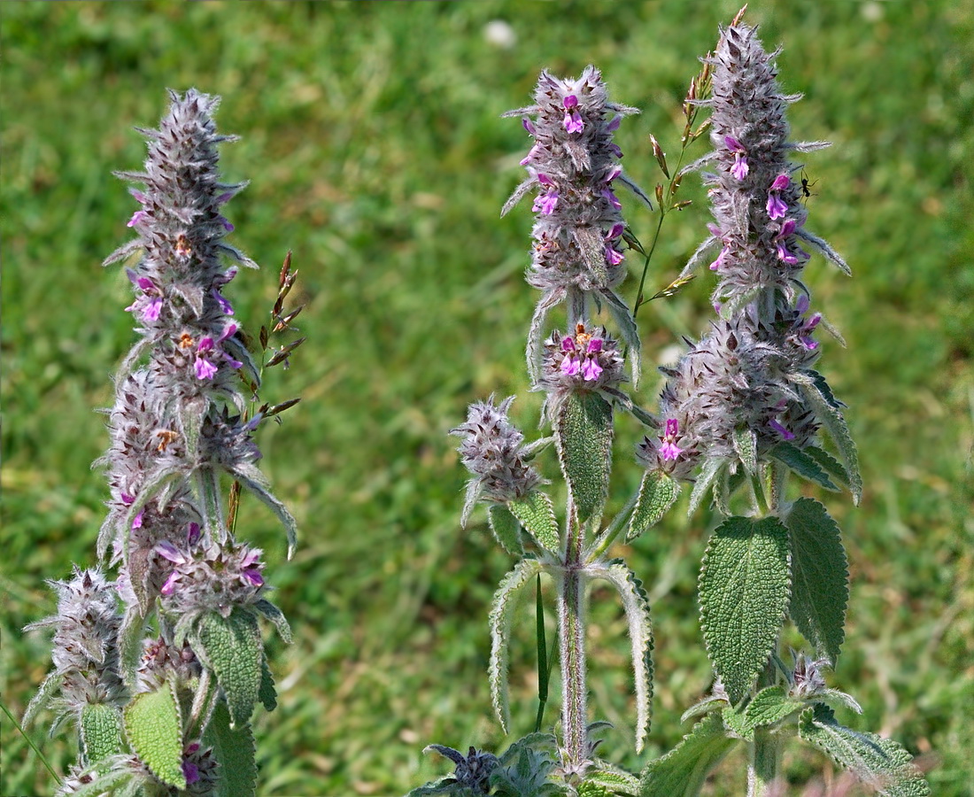 Image of Stachys germanica specimen.