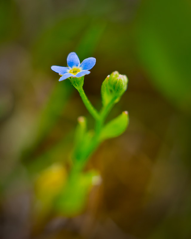 Изображение особи Myosotis cespitosa.