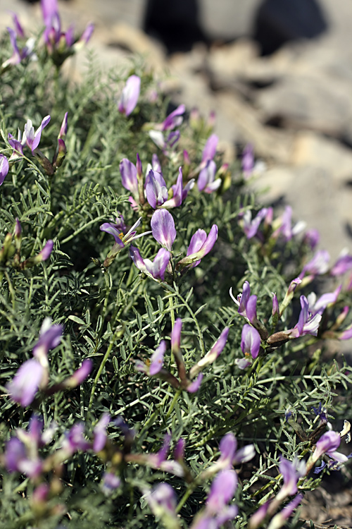 Image of Astragalus pachyrrhizus specimen.