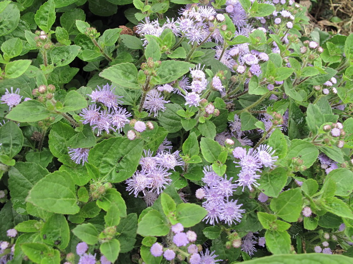 Изображение особи Ageratum houstonianum.