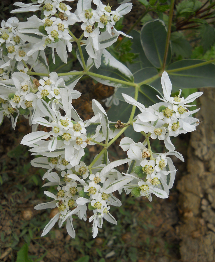 Изображение особи Euphorbia marginata.