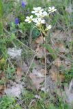 Saxifraga carpetana ssp. graeca