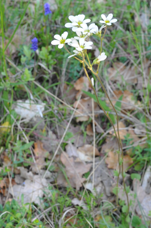 Image of Saxifraga carpetana ssp. graeca specimen.