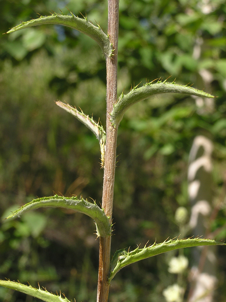 Изображение особи Carlina biebersteinii.