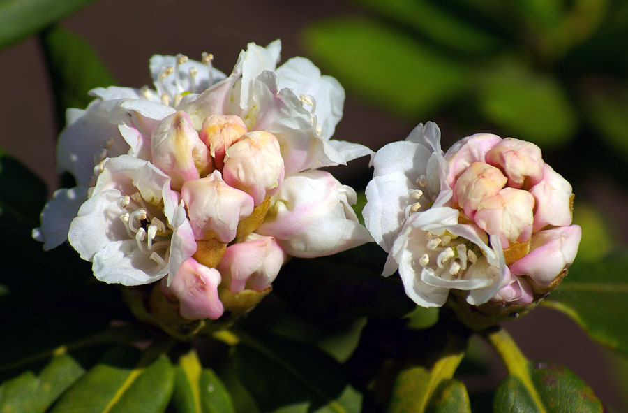 Изображение особи род Rhododendron.