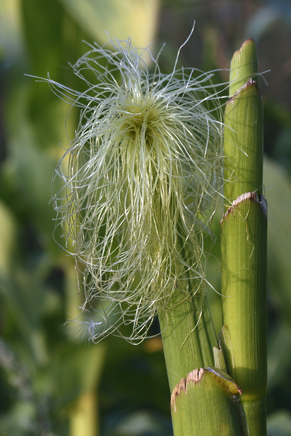 Image of Zea mays specimen.