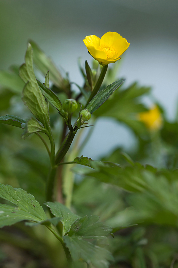 Image of Ranunculus repens specimen.