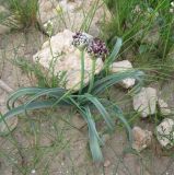 Allium rothii