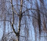 Betula pendula. Средняя часть кроны. Германия, г. Кемпен, в городском саду. 05.03.2013.