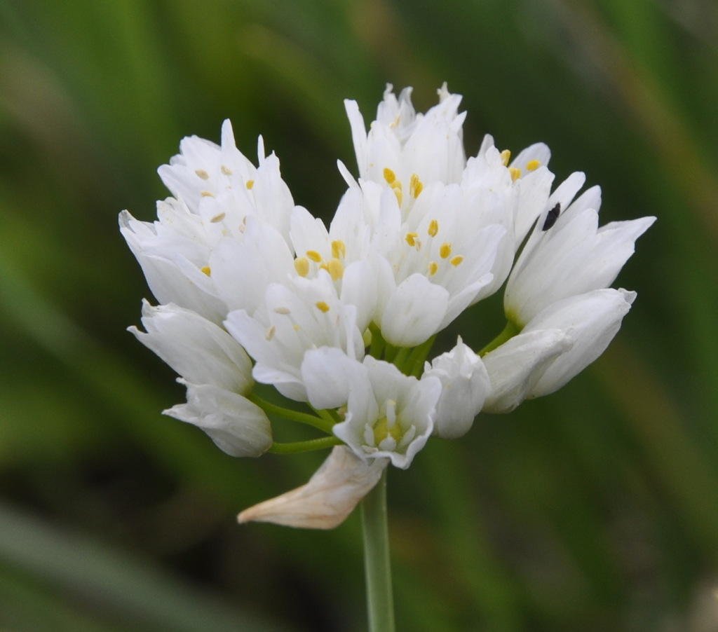 Image of Allium breviradium specimen.