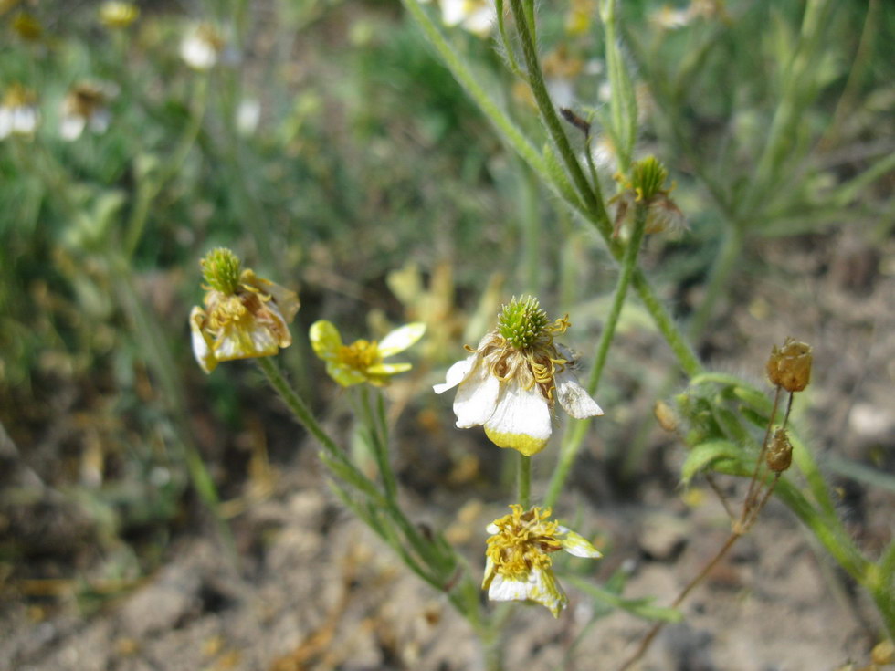 Image of Ranunculus oxyspermus specimen.