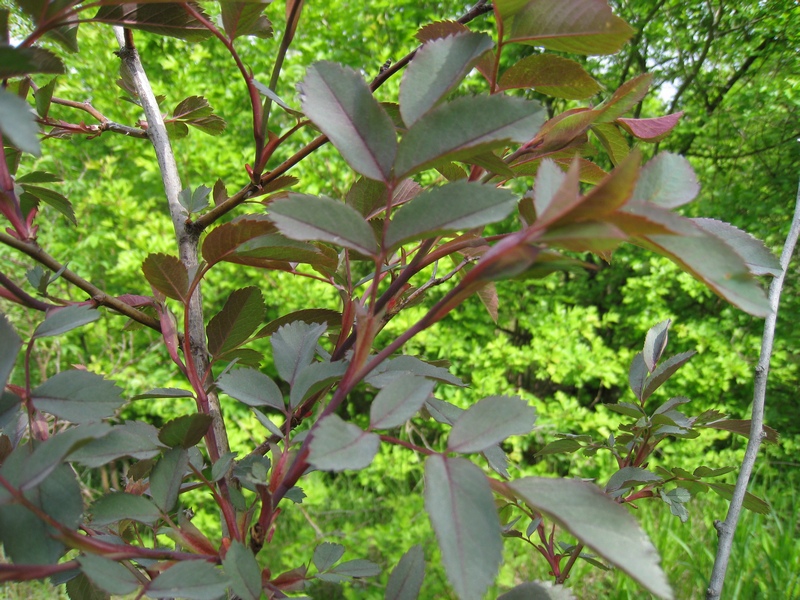 Image of Rosa glauca specimen.