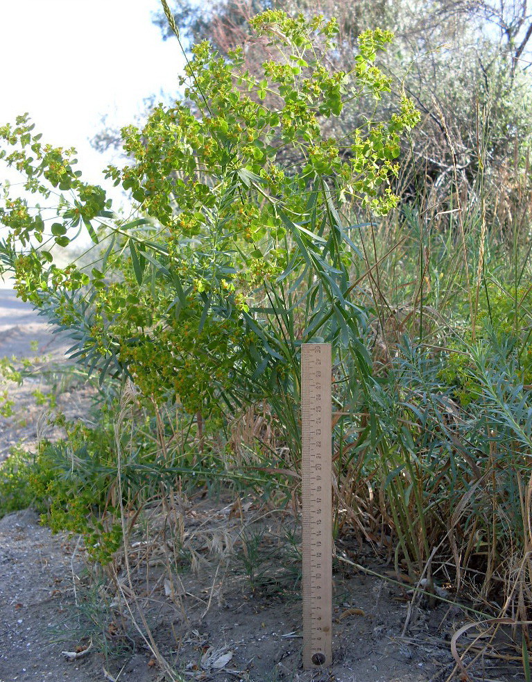 Изображение особи Euphorbia seguieriana.