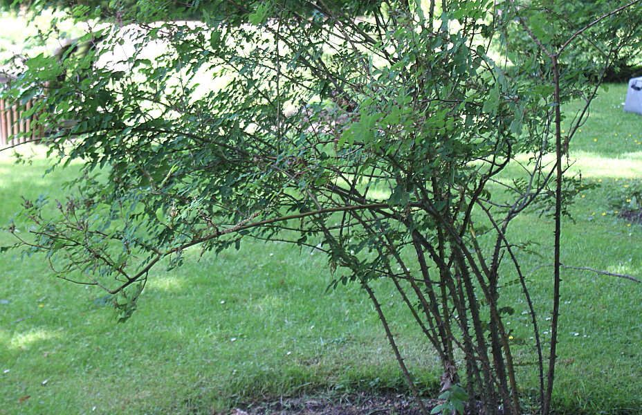 Image of Rosa moyesii specimen.