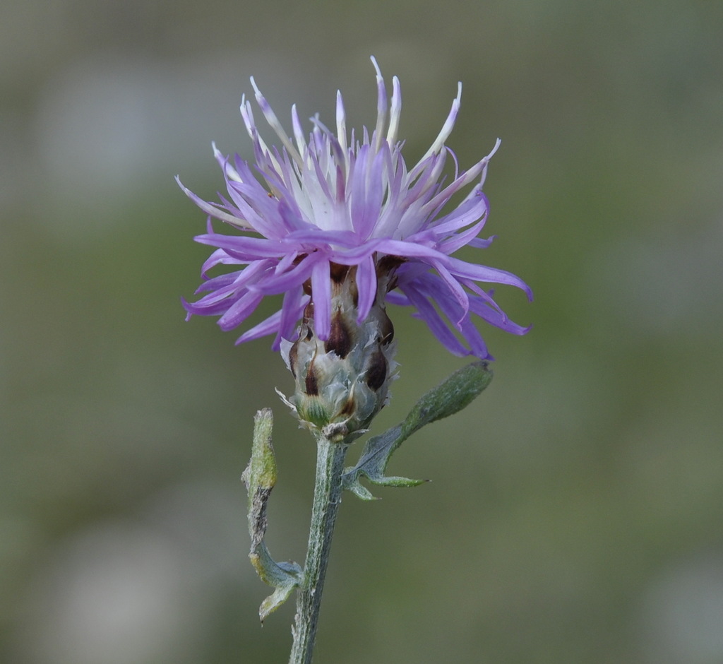 Image of Centaurea litochorea specimen.