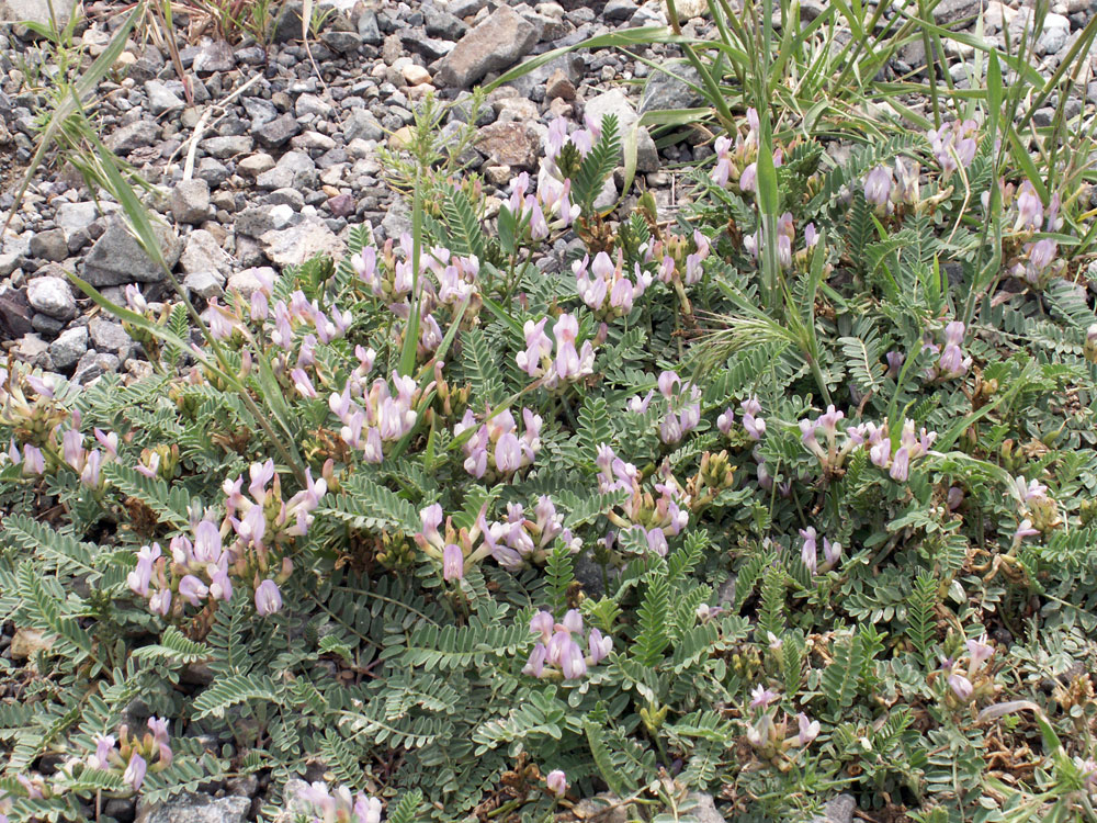 Изображение особи Astragalus tibetanus.