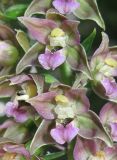 Epipactis helleborine. Цветки. Крым, окр. Ялты, гора Лапата, сосново-буковый лес. 27 июля 2013 г.