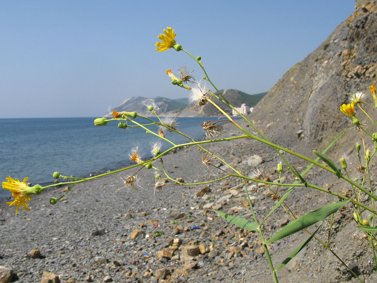 Изображение особи Sonchus arvensis.