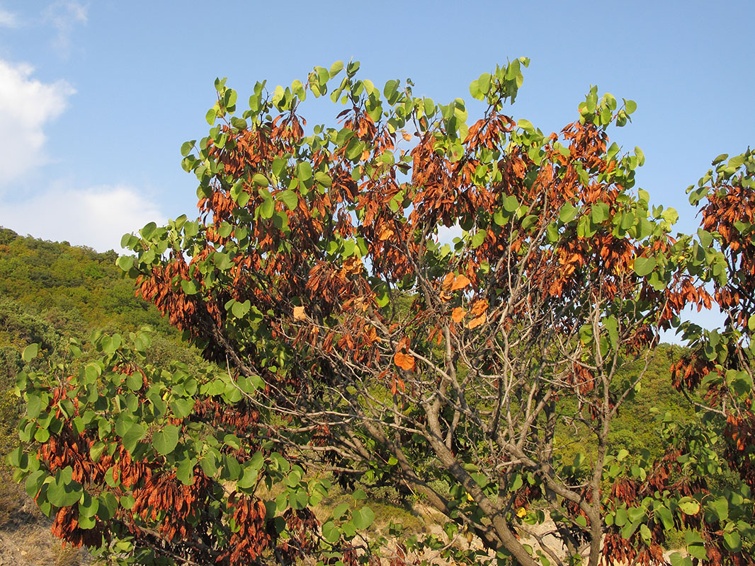 Image of Cercis siliquastrum specimen.