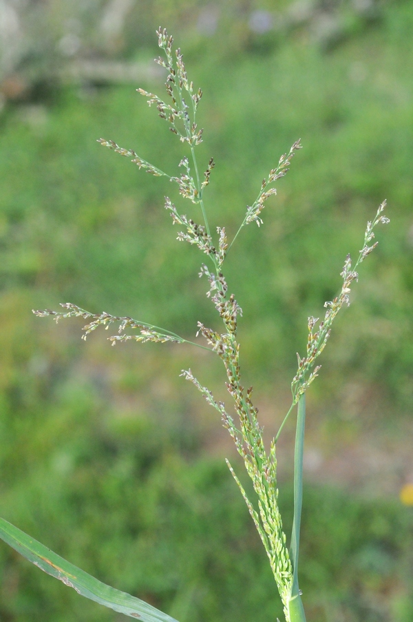 Image of Catabrosa aquatica specimen.