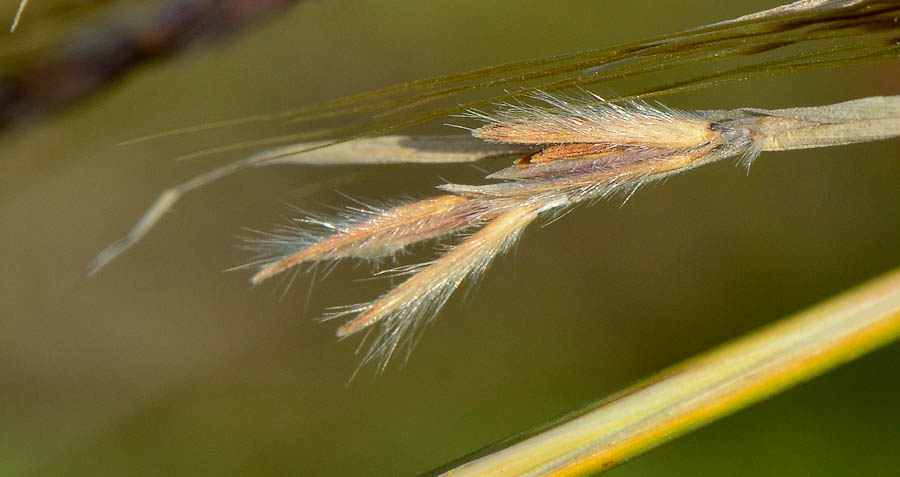 Image of Hyparrhenia hirta specimen.