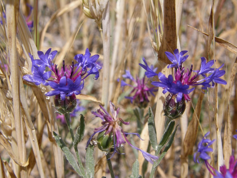 Image of Centaurea depressa specimen.