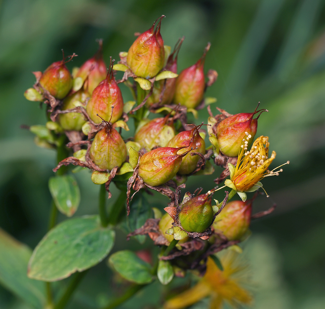 Image of Hypericum maculatum specimen.