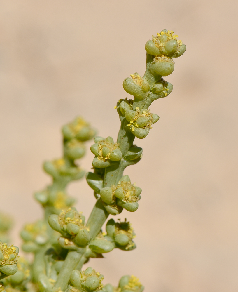 Image of Anabasis setifera specimen.