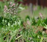 Fumaria officinalis. Цветущее и плодоносящее растение. Иркутская обл., Иркутский р-н, село Пивовариха, в картофельной посадке. 21.07.2013.