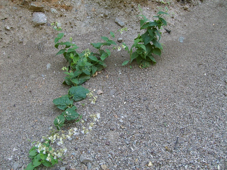 Image of Oberna multifida specimen.