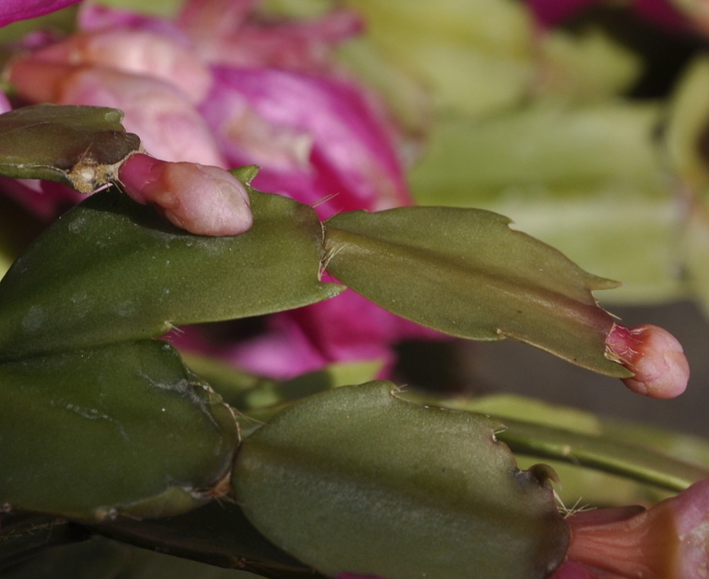 Image of Schlumbergera &times; buckleyi specimen.