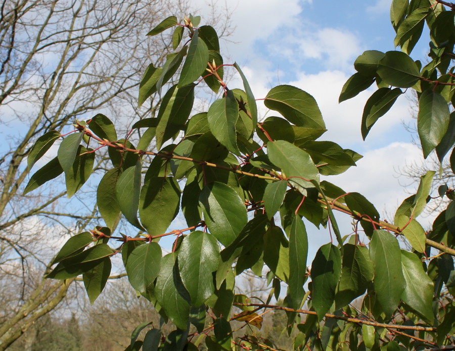 Изображение особи Aristotelia chilensis.