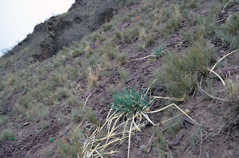 Image of Allium galanthum specimen.