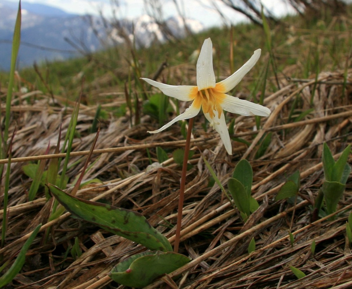 Изображение особи Erythronium caucasicum.