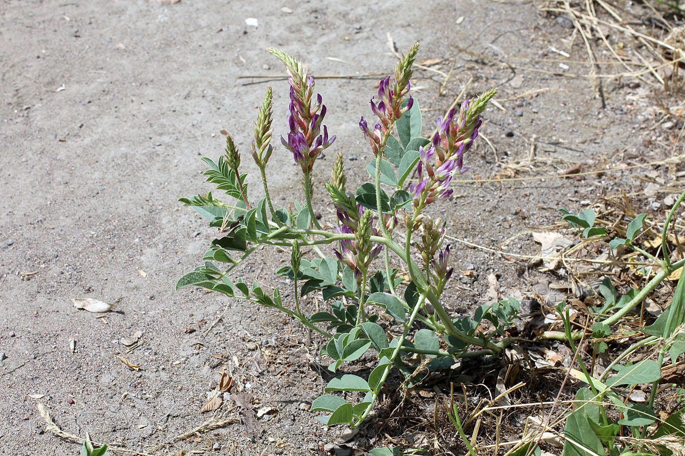 Image of Glycyrrhiza aspera specimen.