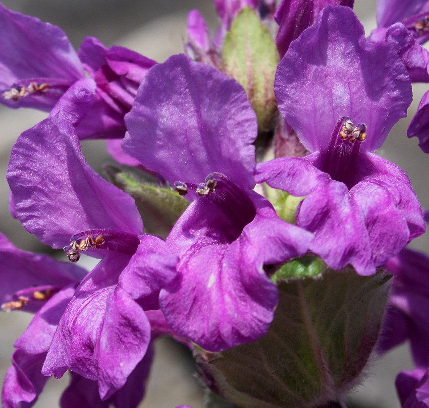 Растение буквица крупноцветковая фото и описание