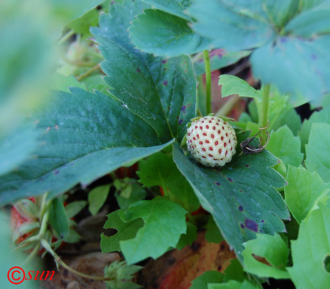 Image of Fragaria &times; ananassa specimen.