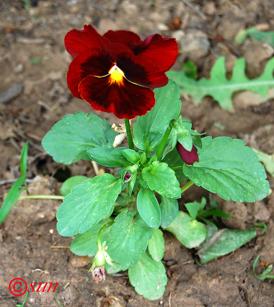 Image of Viola wittrockiana specimen.