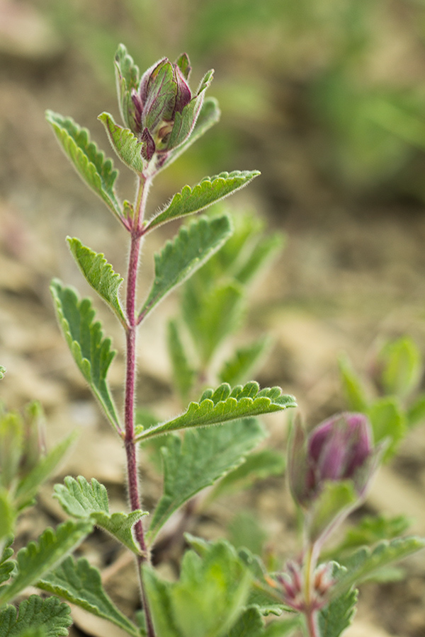 Image of Teucrium chamaedrys specimen.