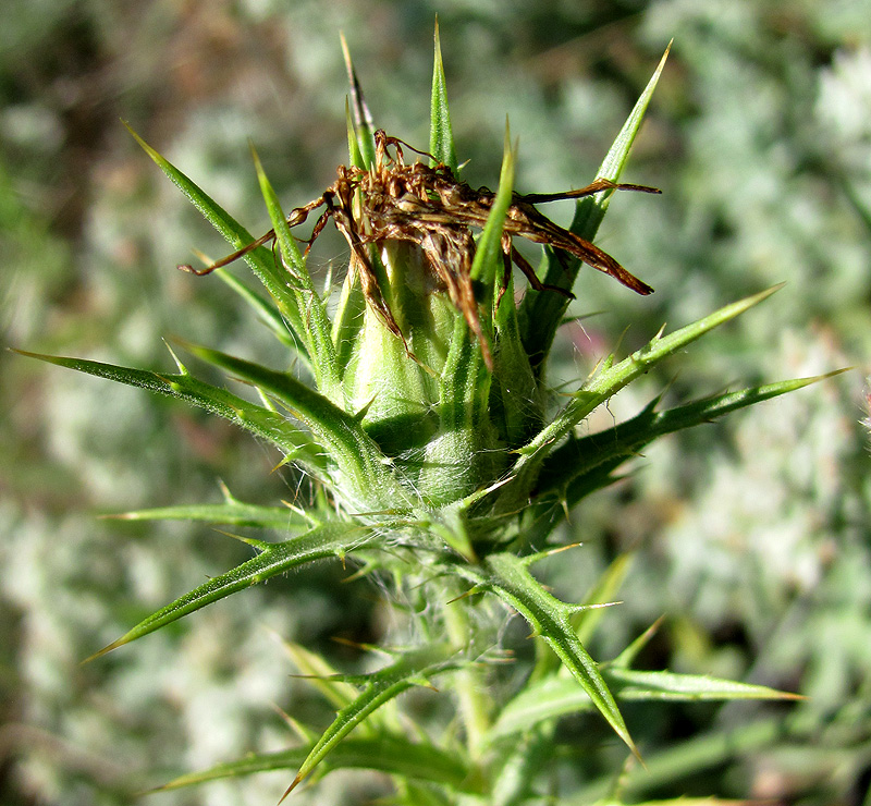 Изображение особи Carthamus lanatus.