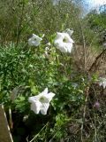 Petunia axillaris