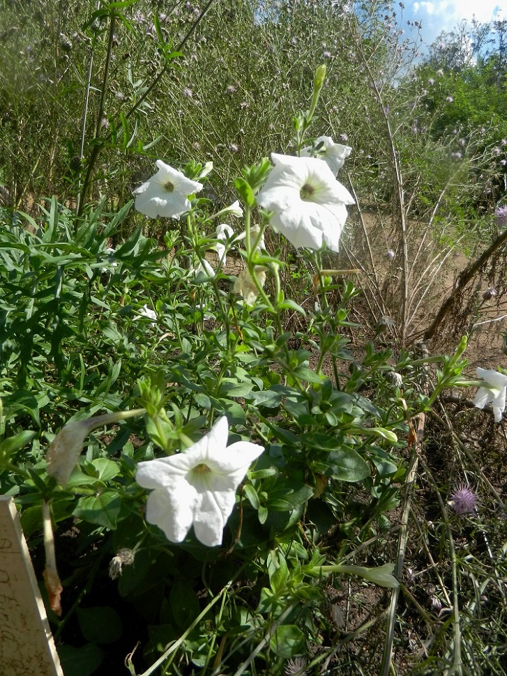 Изображение особи Petunia axillaris.