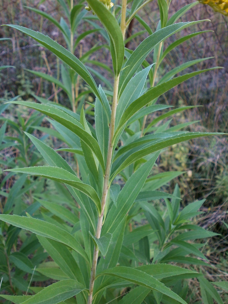 Image of Solidago gigantea specimen.