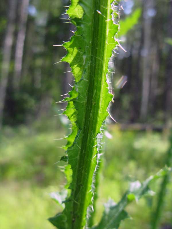 Image of Carduus crispus specimen.