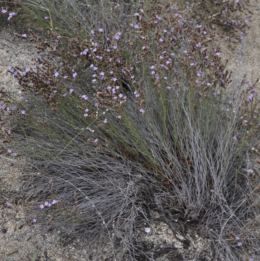 Изображение особи Limonium virgatum.