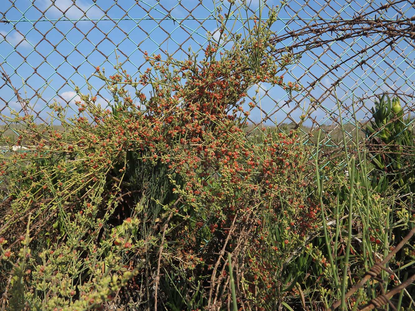 Image of Ephedra aphylla specimen.