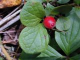 Vaccinium praestans. Побег с плодом.